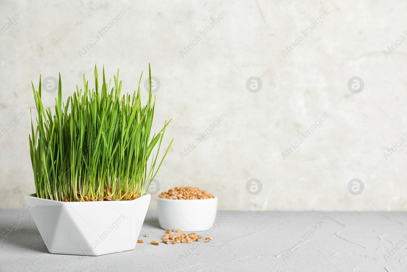 Photo of Ceramic bowl with sprouted wheat grass seeds on table against light background, space for text