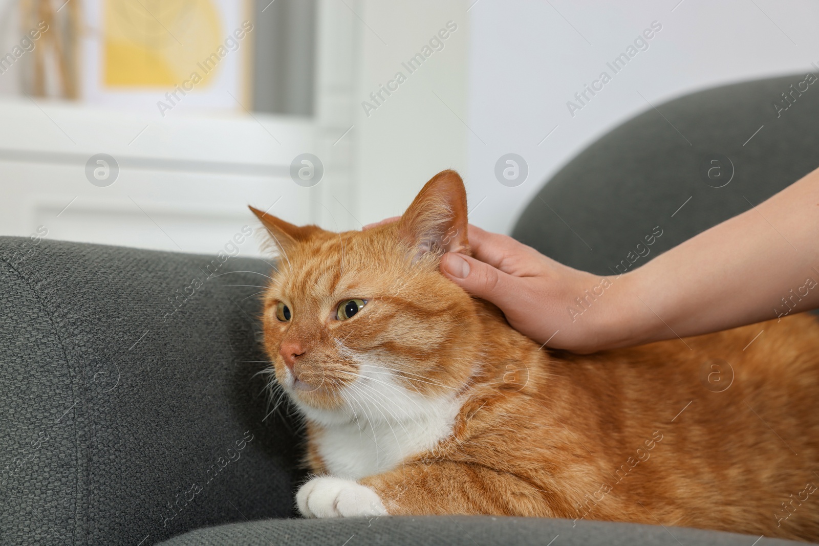 Photo of Woman petting cute ginger cat on armchair at home, closeup