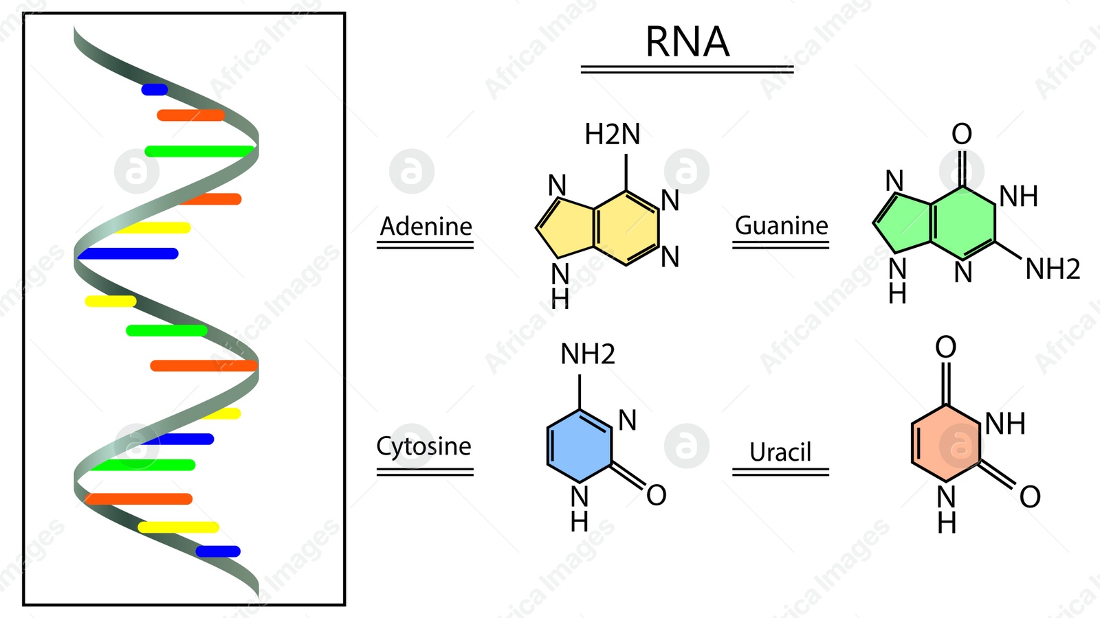 Illustration of Poster showing RNA structure on white background. Illustration