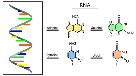 Poster showing RNA structure on white background. Illustration