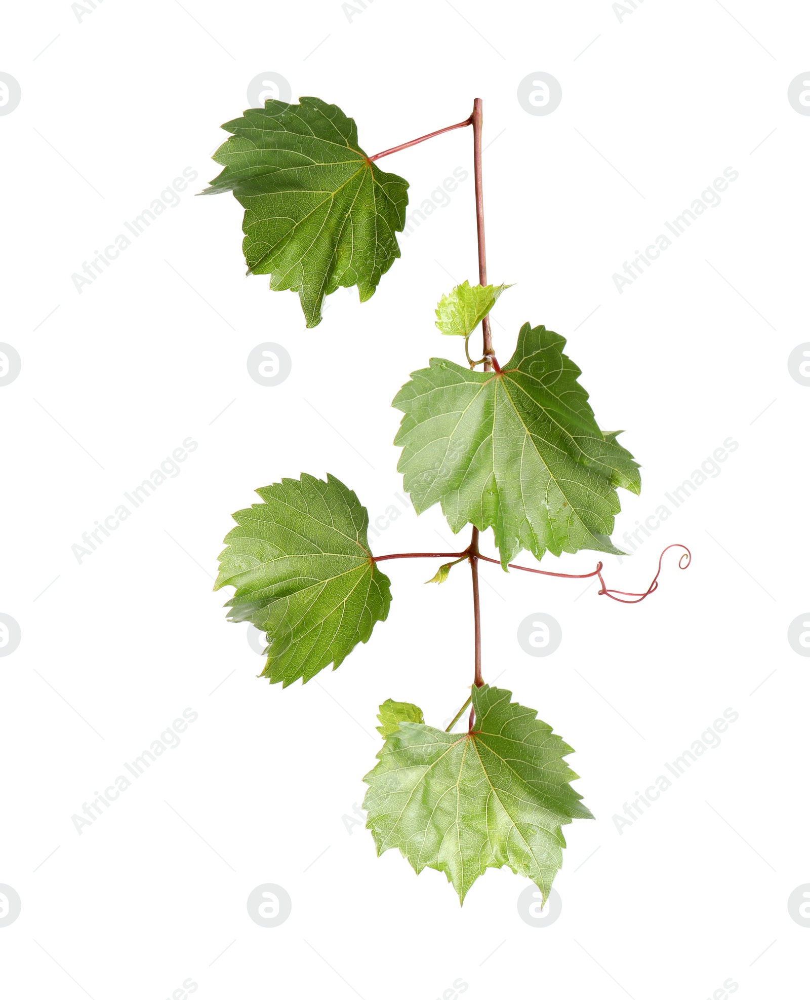 Photo of Fresh green grape leaves on white background