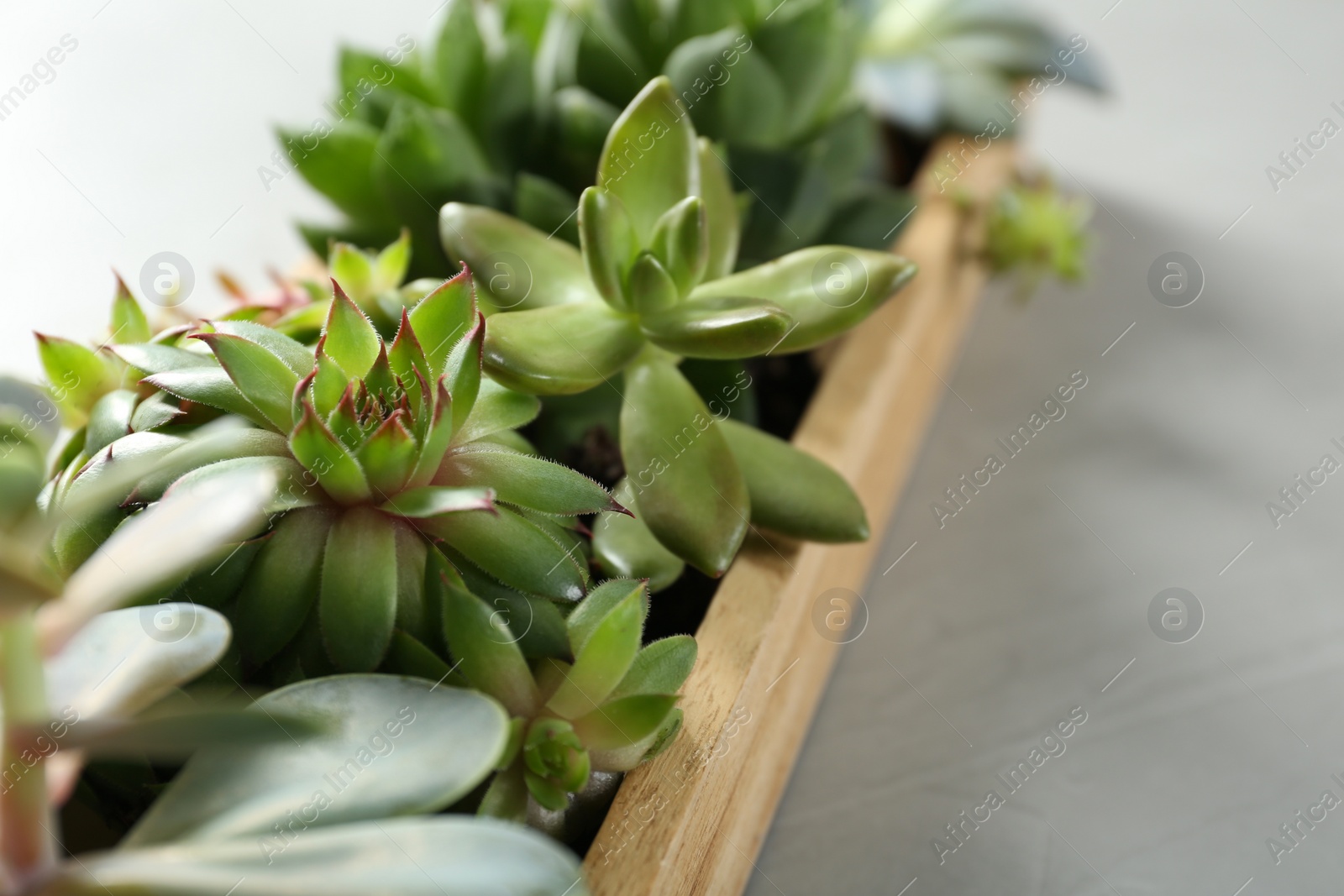 Photo of Many different echeverias in wooden tray on light grey background, closeup. Succulent plants