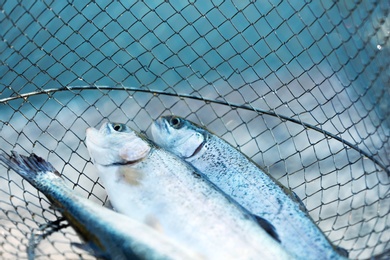 Fresh catch in metal fishing net, closeup
