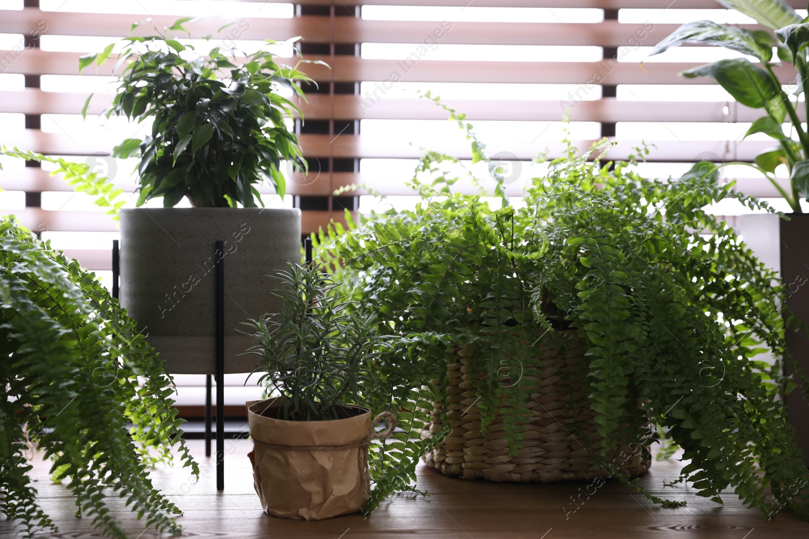 Photo of Beautiful plants on wooden table. Home decor