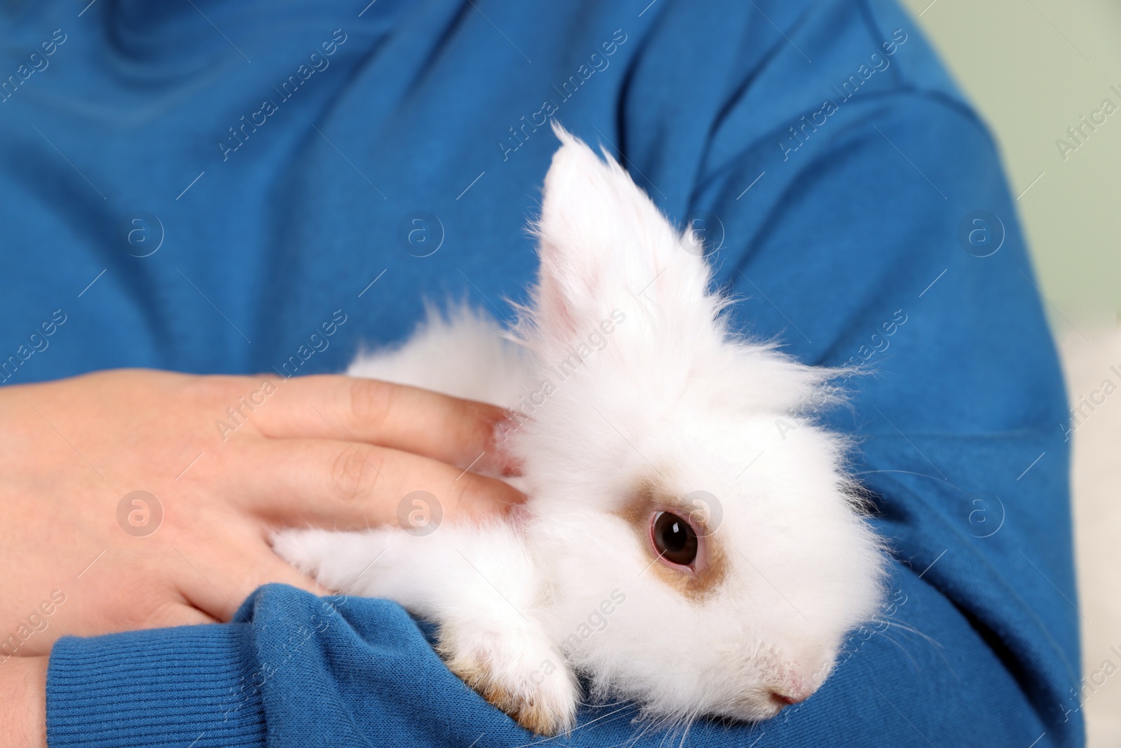 Photo of Man with fluffy white rabbit, closeup. Cute pet