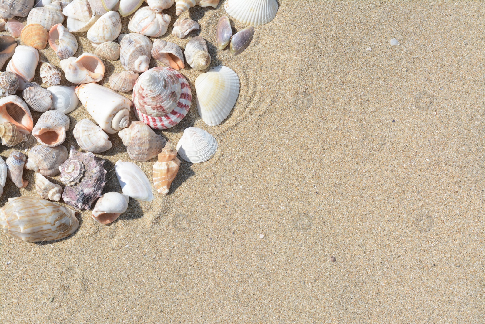 Photo of Many beautiful sea shells on sandy beach, flat lay. Space for text