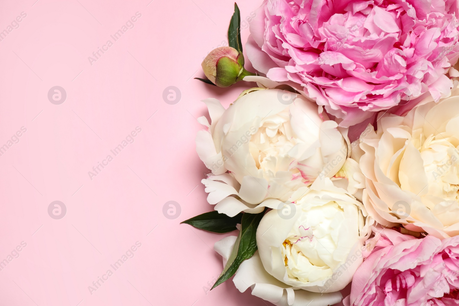 Photo of Beautiful fresh peonies on pink background, flat lay. Space for text