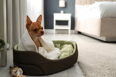 Photo of Cute Chihuahua dog wrapped in towel on sleeping place indoors. Pet friendly hotel