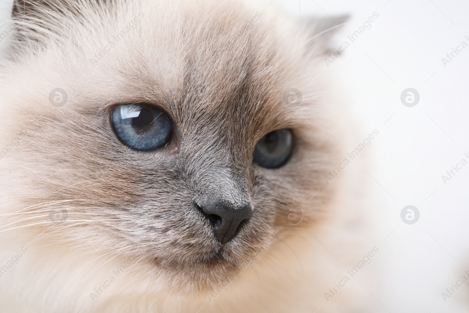 Photo of Birman cat with beautiful blue eyes on light background, closeup