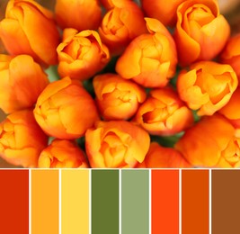 Image of Color palette and beautiful bouquet of tulip flowers, closeup