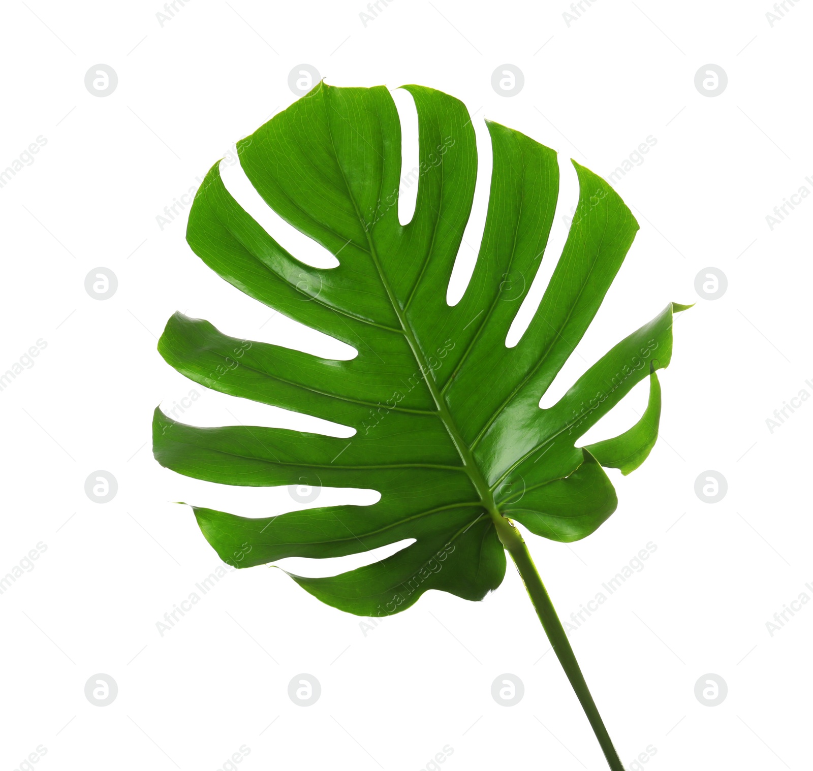 Photo of Fresh tropical monstera leaf on white background