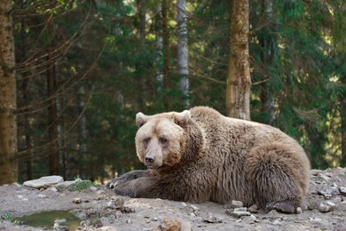 Photo of Beige bear in forest, space for text. Wild animal