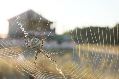 Photo of Argiope spider spinning its cobweb in countryside, closeup