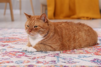 Cute ginger cat lying on carpet at home