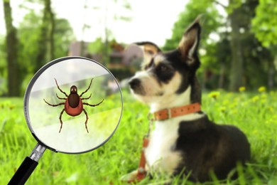 Image of Cute dog outdoors and illustration of magnifying glass with tick, selective focus