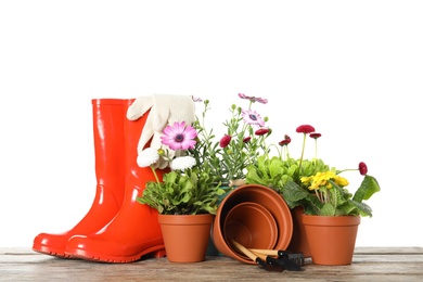 Potted blooming flowers and gardening equipment on wooden table against white background
