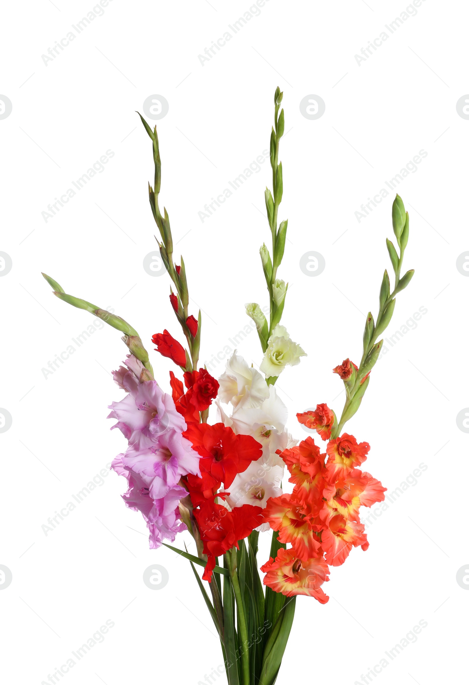 Photo of Beautiful bouquet of gladiolus flowers on white background