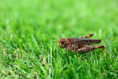 Photo of Brown grasshopper on lawn outdoors. Space for text