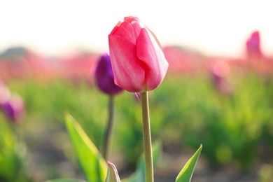 Photo of Closeup view of beautiful fresh tulip on field, space for text. Blooming spring flowers