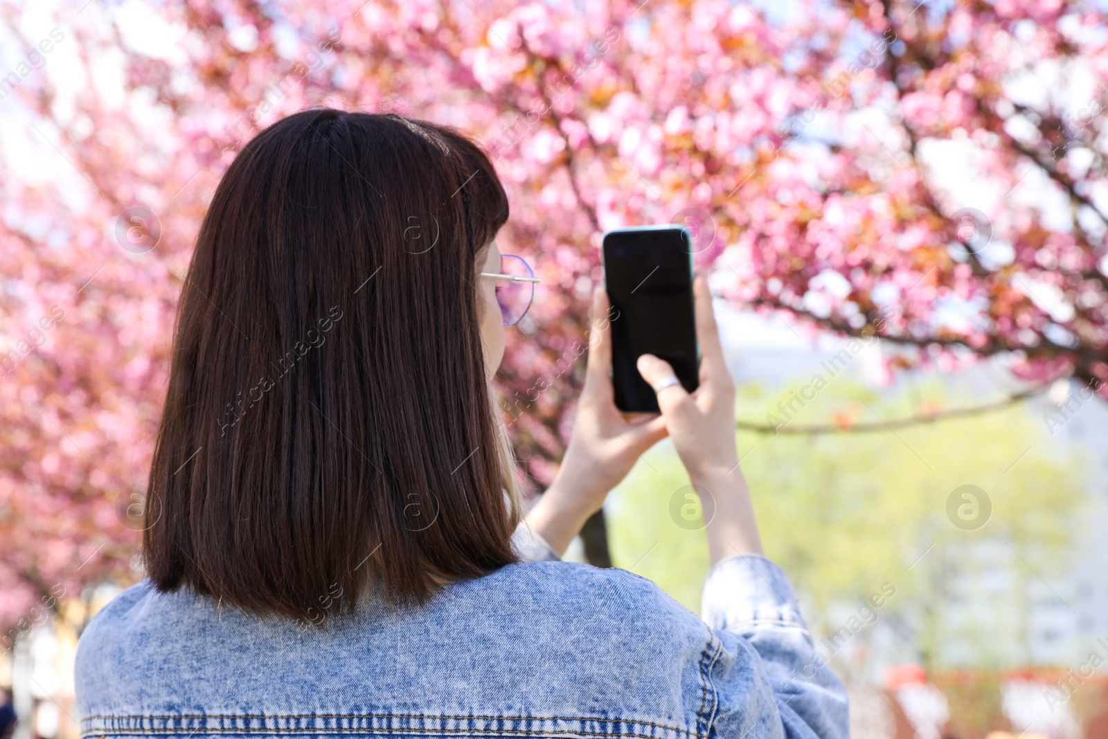 Photo of Young woman taking picture of blossoming sakura tree in park, back view