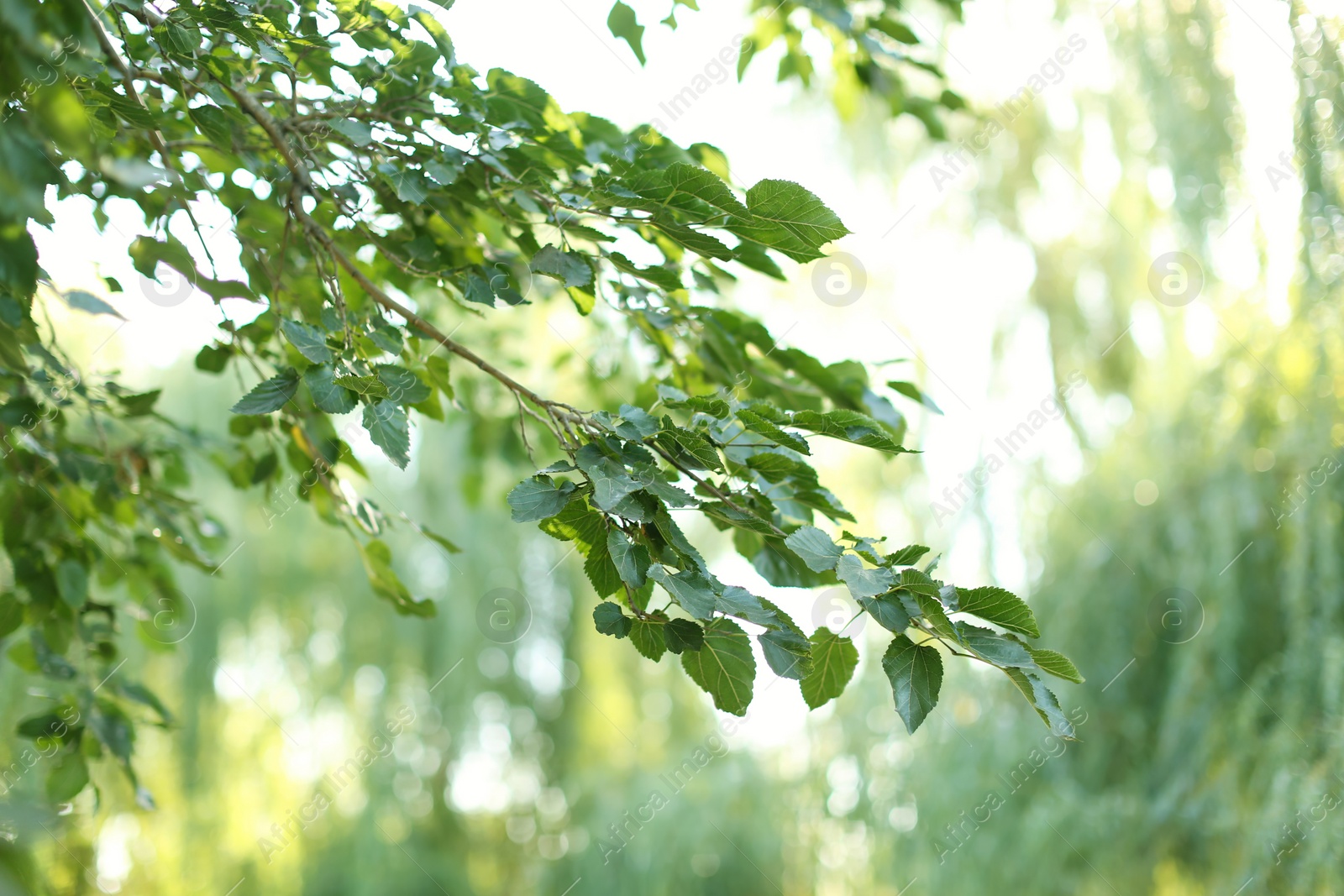 Photo of Beautiful tree branches with green leaves outdoors