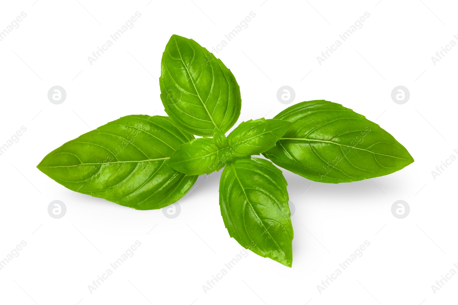 Photo of Fresh green basil leaves isolated on white