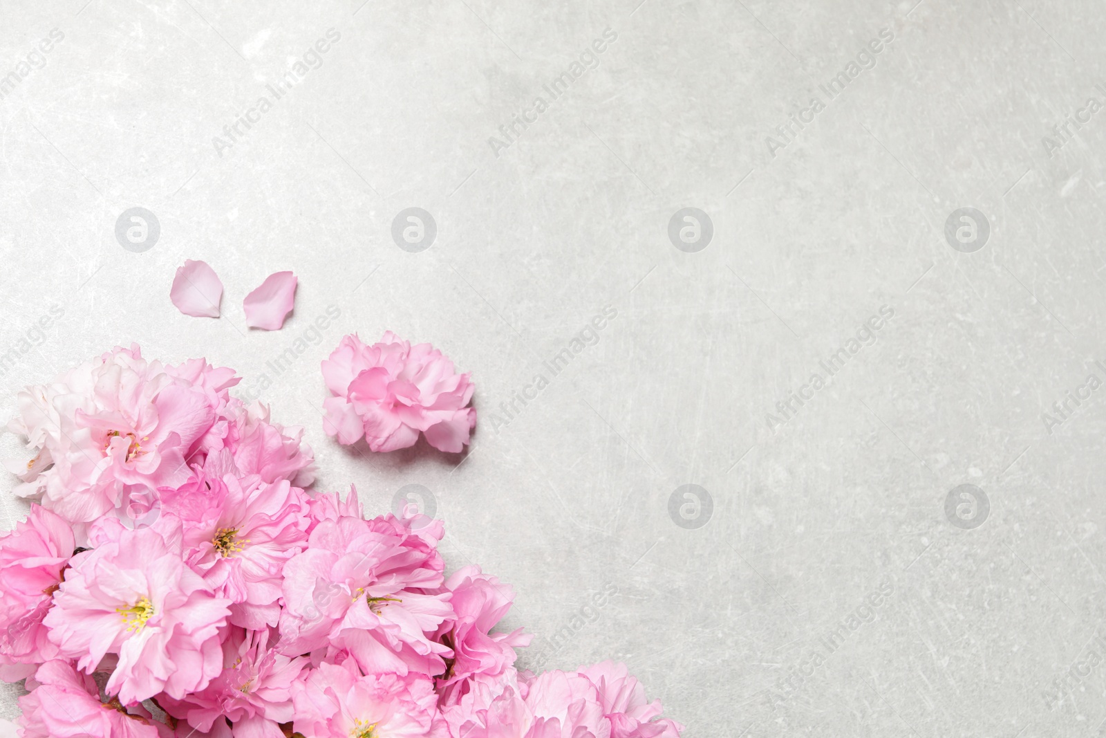 Photo of Beautiful sakura tree blossoms on grey stone table, flat lay. Space for text