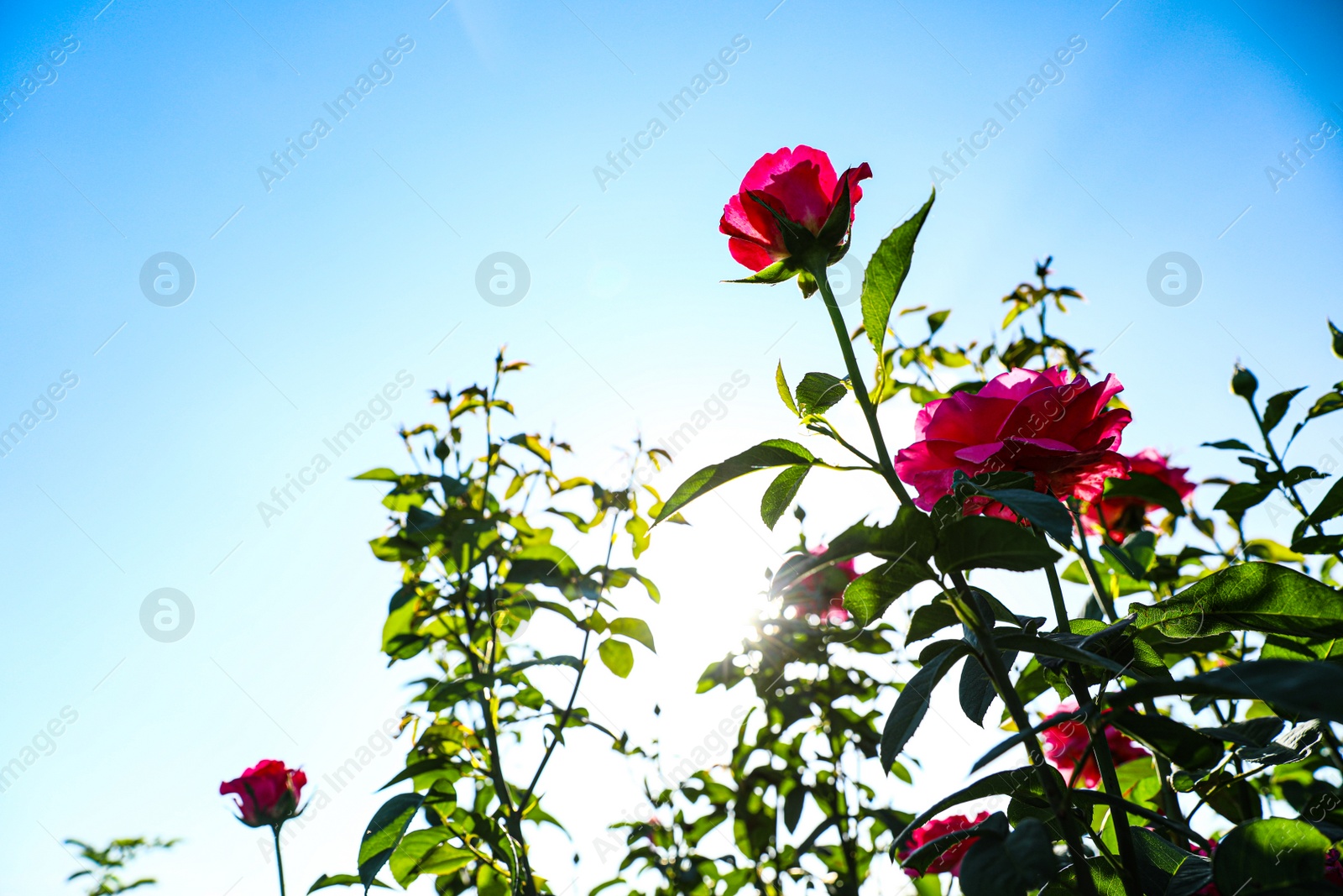 Photo of Green bush with beautiful roses in blooming garden on sunny day