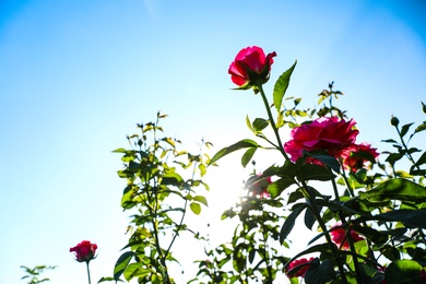 Green bush with beautiful roses in blooming garden on sunny day