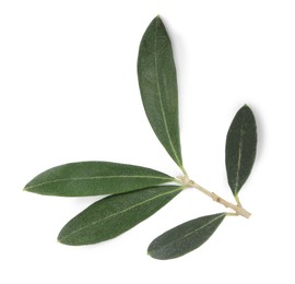 Photo of Olive tree branch with green leaves on white background