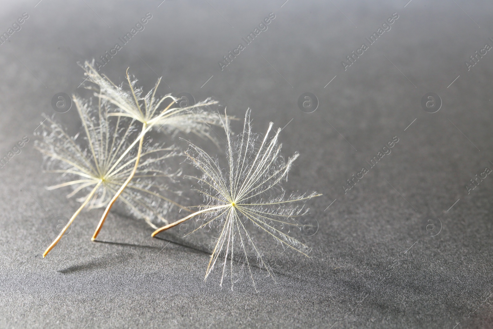 Photo of Dandelion seeds on grey background, close up