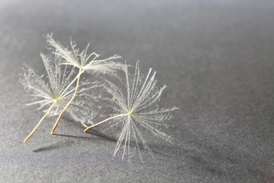 Dandelion seeds on grey background, close up