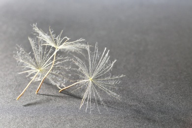 Photo of Dandelion seeds on grey background, close up