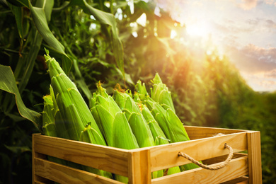Image of Wooden crate with corn cobs near field on sunny day