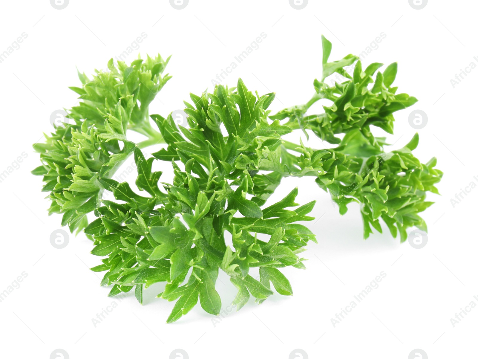 Photo of Fresh green organic parsley on white background