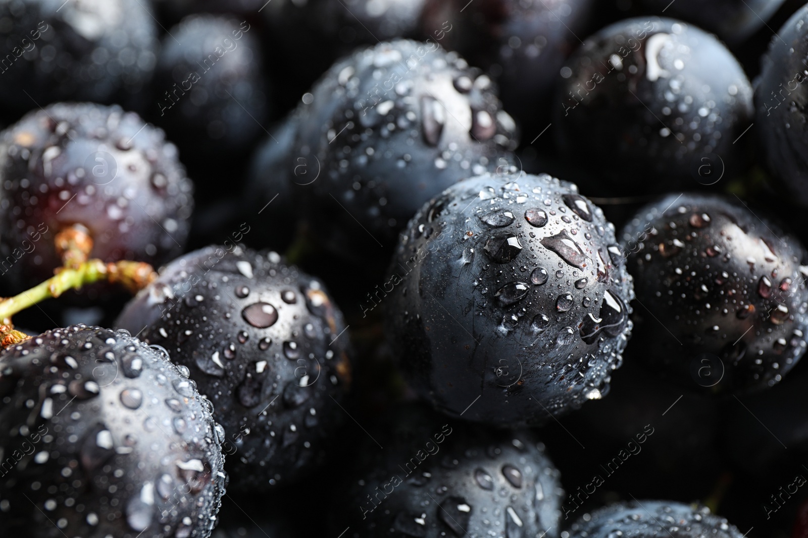 Photo of Fresh ripe juicy black grapes as background, closeup view