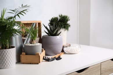 Different house plants in pots with gardening tools on white table. Space for text