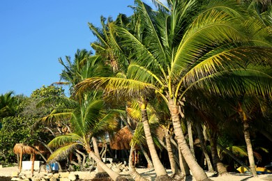 Photo of Beautiful palm trees with green leaves on sandy beach