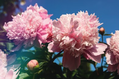 Photo of Wonderful pink peonies in garden against sky, closeup