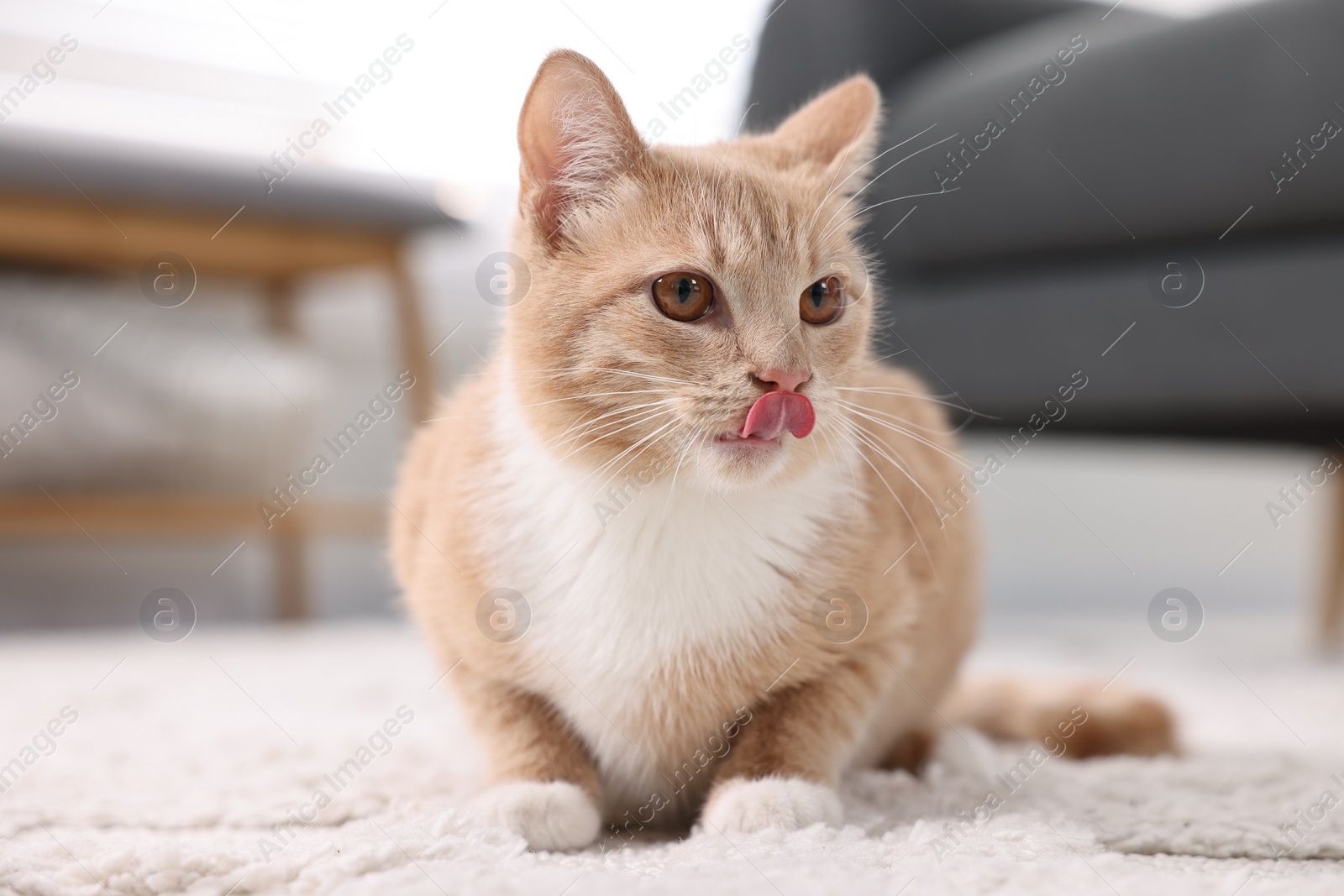 Photo of Cute ginger cat lying on floor at home