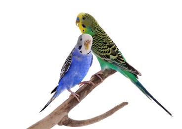 Photo of Two beautiful parrots perched on branch against white background. Exotic pets