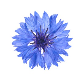 Beautiful tender blue cornflower isolated on white