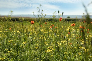 Photo of Beautiful flowers growing in meadow on sunny day