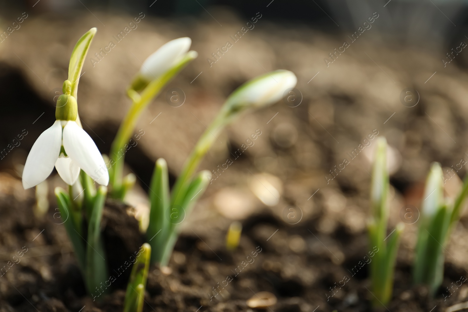 Photo of Beautiful snowdrop outdoors, closeup with space for text. Early spring flower