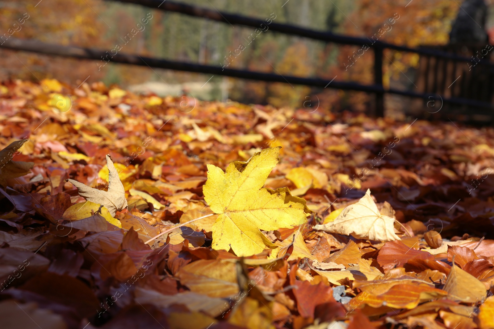 Photo of Ground covered with fallen leaves on sunny autumn day