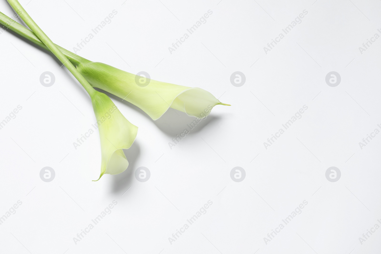 Photo of Beautiful calla lily flowers on white background, top view. Space for text