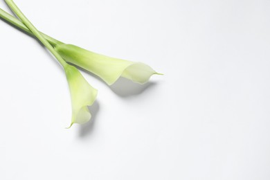 Photo of Beautiful calla lily flowers on white background, top view. Space for text