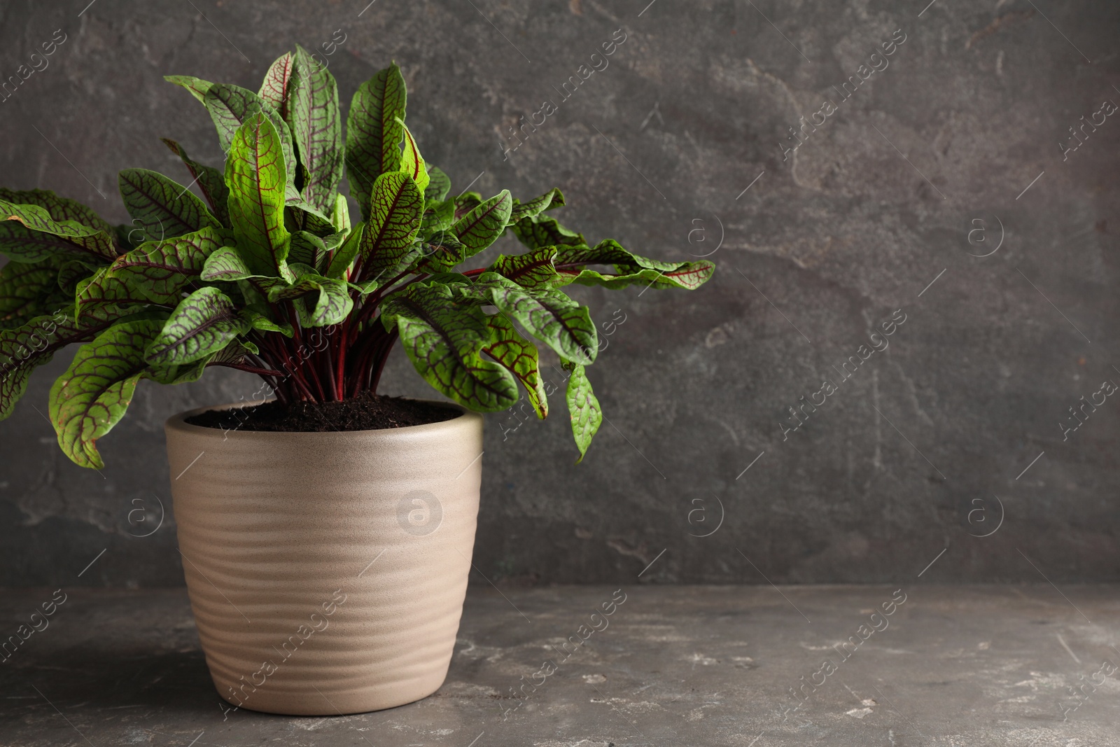 Photo of Sorrel plant in pot on grey table. Space for text