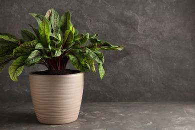 Photo of Sorrel plant in pot on grey table. Space for text