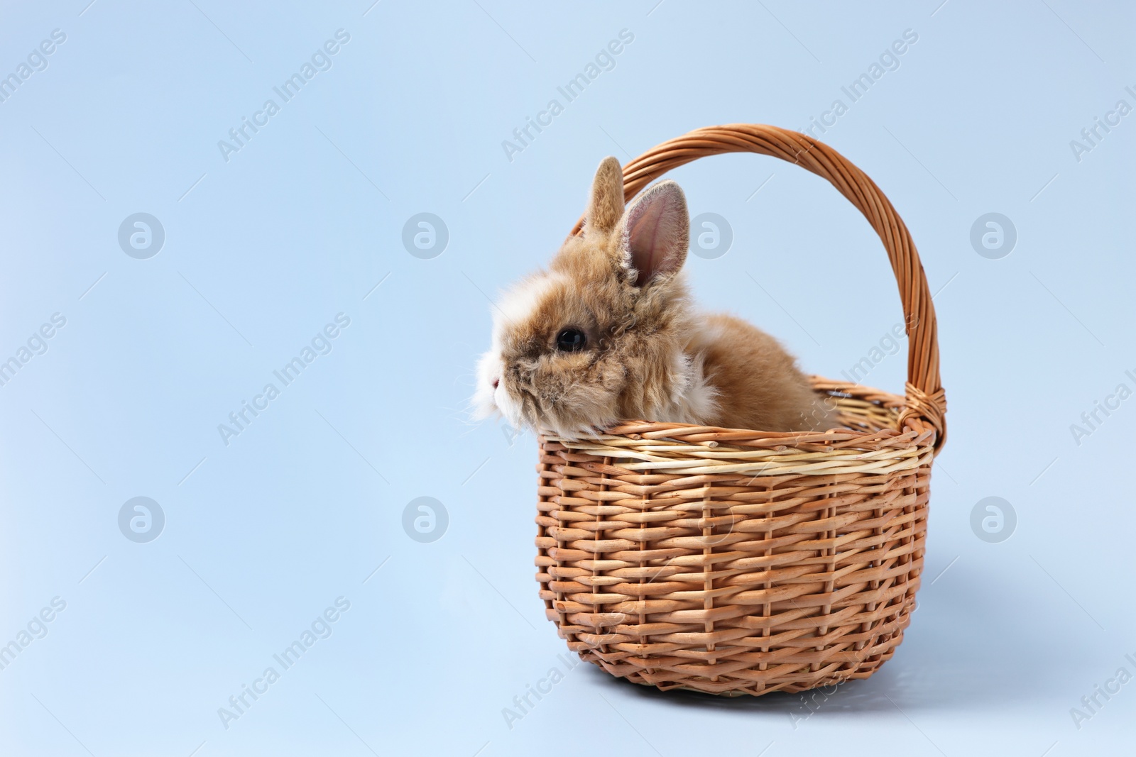 Photo of Cute little rabbit in wicker basket on light blue background. Space for text